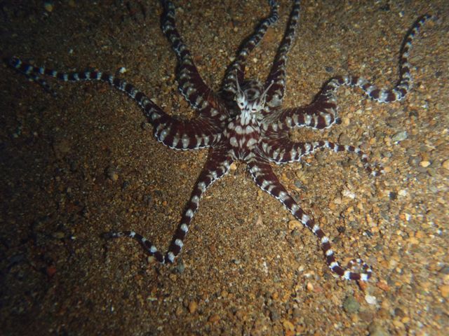 Thaumoctopuc mimicus is commonly confused with the Wunderpus. Photo credit: Nicholas Simpson