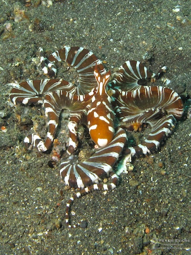 Wunderpus in its natural habitat. Photo credit: Peter Evans