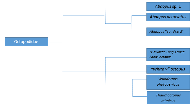 Octopodidae phylogenetic tree dapted from Dr. Christine Huffard's phylogenetic tree. 