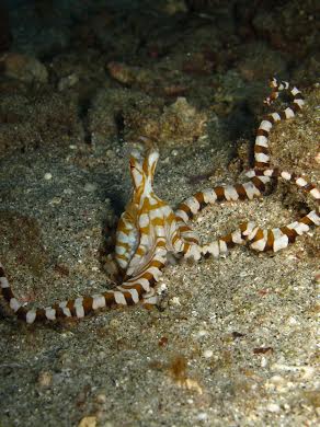 Wunderpus in its sandy habitat. Photo credit: Christine Huffard