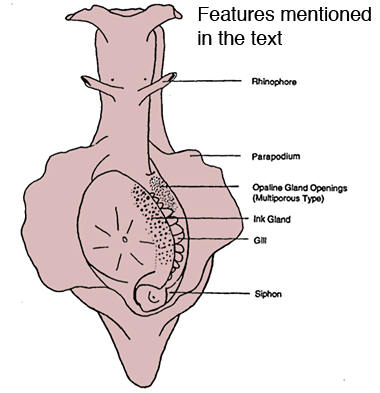 Sea Hare Glands