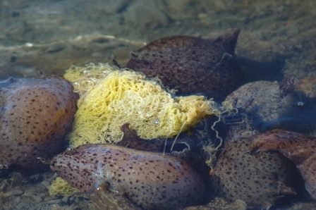 Sea Hare Eggs