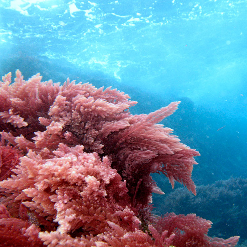 Red Algae