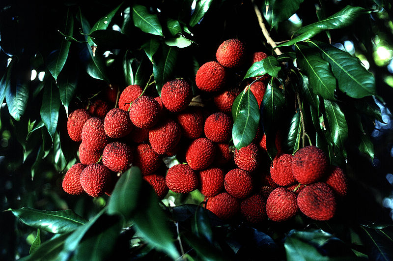 Lychee