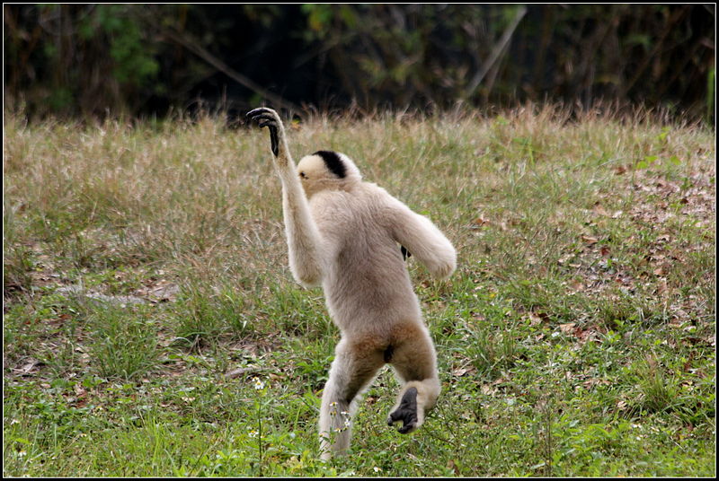 Gibbon