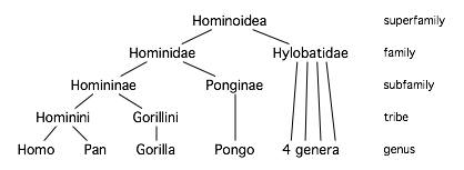 Image used with permission 4/15/15 Image located at http:/en.wikipedia.org/wiki/Gibbon