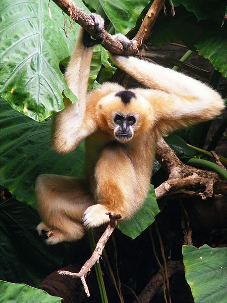 Gibbon