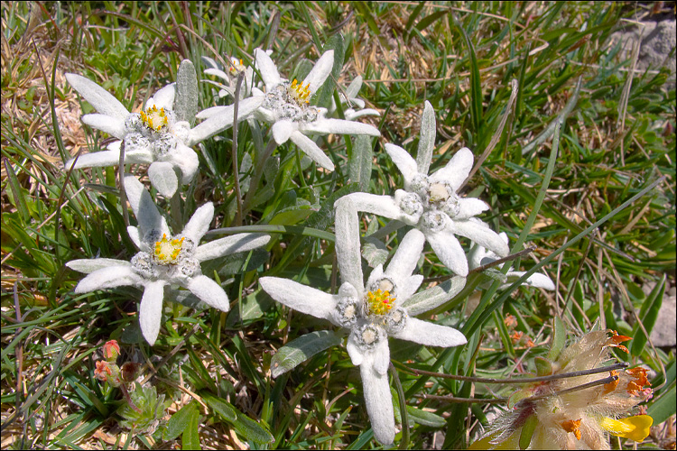 A close-up of an Edelweiss plant and its florets. (Courtesy of Dr. Amadej Trnkoczy)