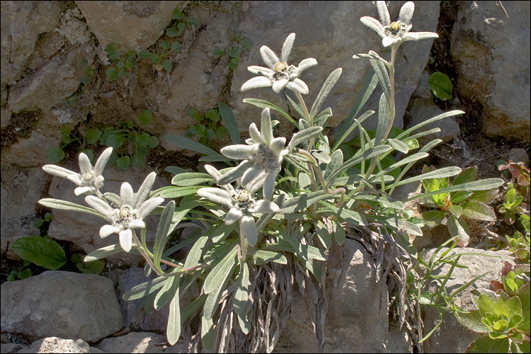 A clear view of the leaf structures of Edelweiss. (Courtesy of Dr. Amadej Trnkoczy)