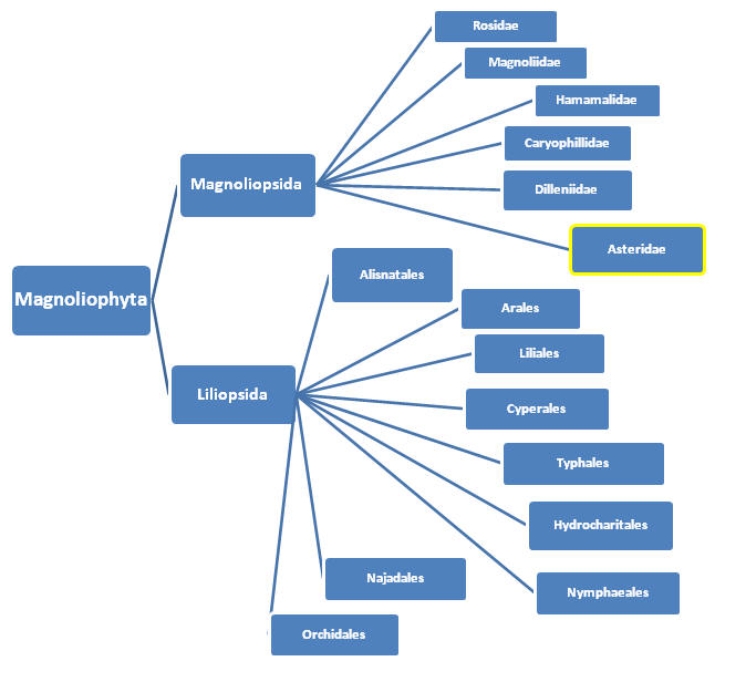 Phylogenetic Tree of the Magnoliophyta Class