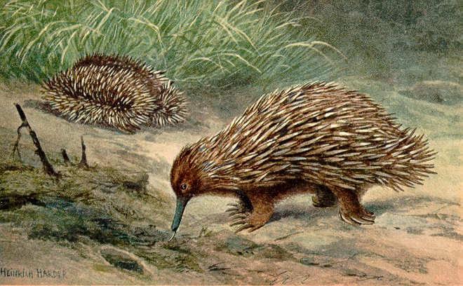 By Heinrich Harder (1858-1935) (The Wonderful Paleo Art of Heinrich Harder) [Public domain], via Wikimedia Commons