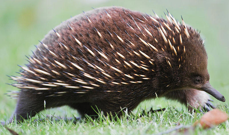 By Tachyglossus_aculeatus_side_on.jpg: JJ Harrison via Wikimedia Commons