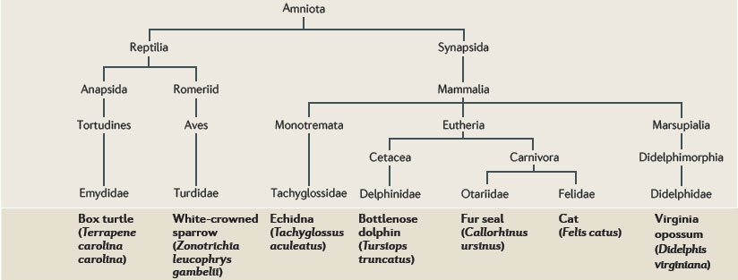 Phylogenetic Tree by J.M. Siegel.