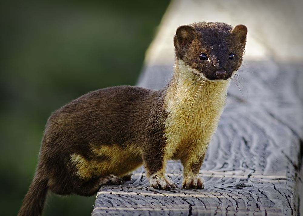 Long-tailed weasel. Photo by Matt Schwartz. Used with permission.