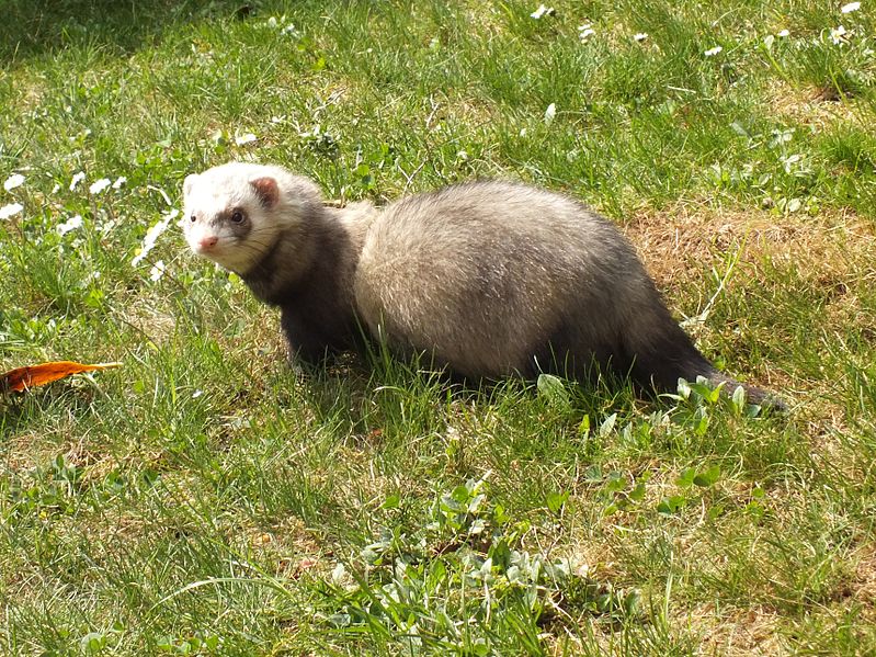 Mustela putorius furo