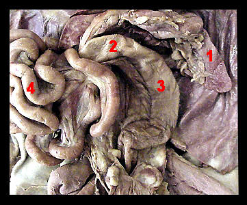 cecum cat dissection