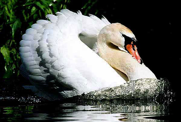 Mute Swan Busking