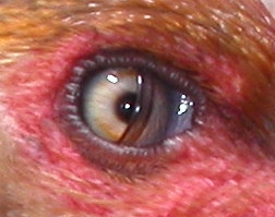 An example of a Nictating Membrane