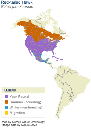 Red-tailed Hawk Range Map