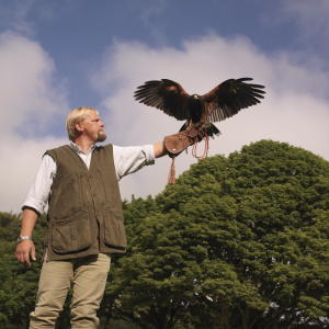 Man training of hawk for Falconry