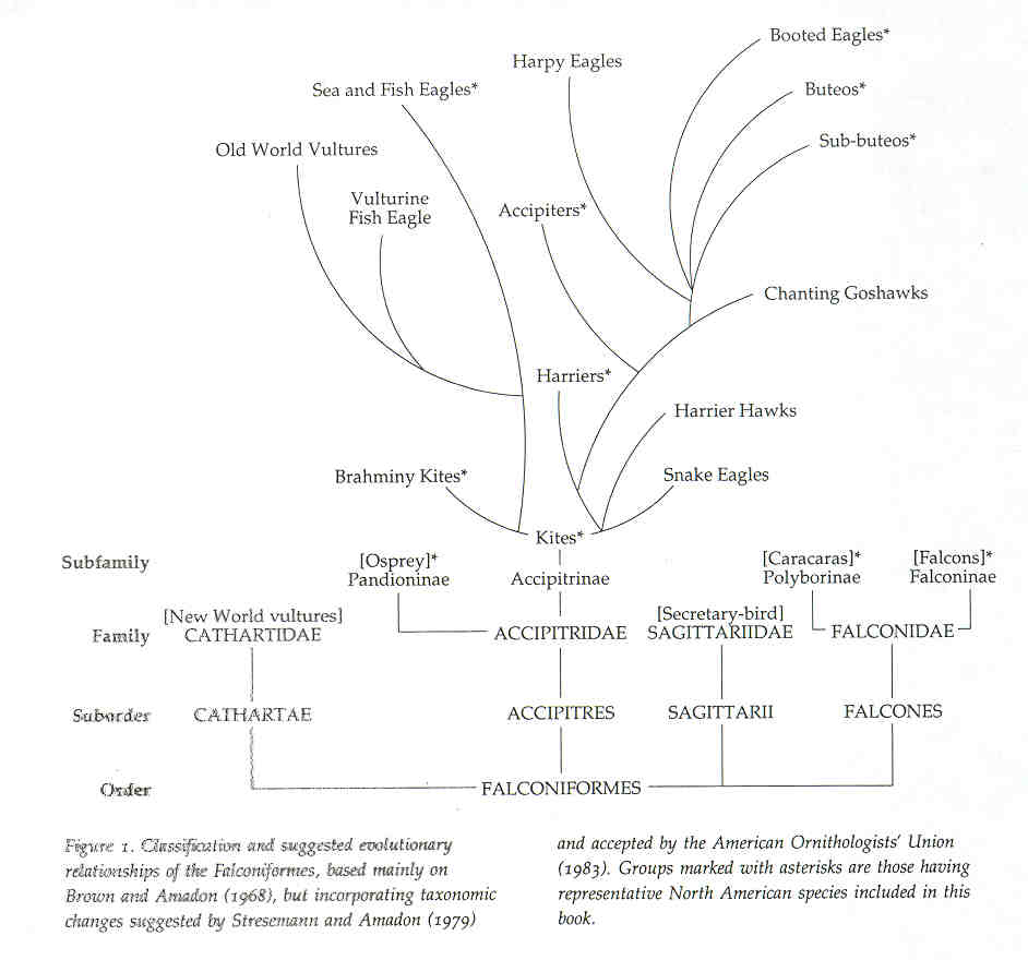 Phylogenetic Tree of Accipitridae