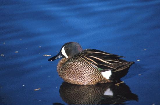 Blue-winged Teal on water