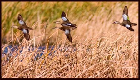 Blue-winged Teal flying