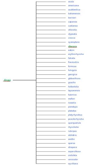 Phylogenetic tree of the Anas species