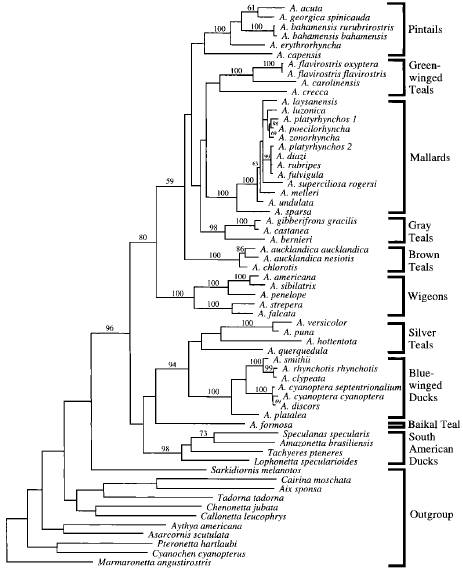  Phylogenetic tree of dabbling ducks
