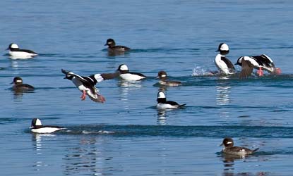 A flock of buffleheads.  Image courtesy of Jim Bourke and found at http://www.nps.gov/sajh/naturescience/bufflehead-duck.htm