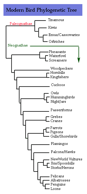 Bird phylogenetic tree