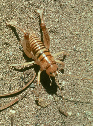 cricket insect pics. of insect, earthworms,