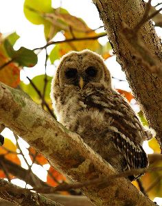 Barred Owl