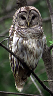 barred owl