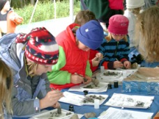 Students looking at owl pellets