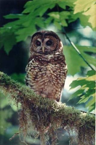 Image of a spotted owl. Found at: http://biology.usgs.gov/wro/backyard/images/subjects/WA-FRESC%20Northern%20Spotted%20Owl.jpg