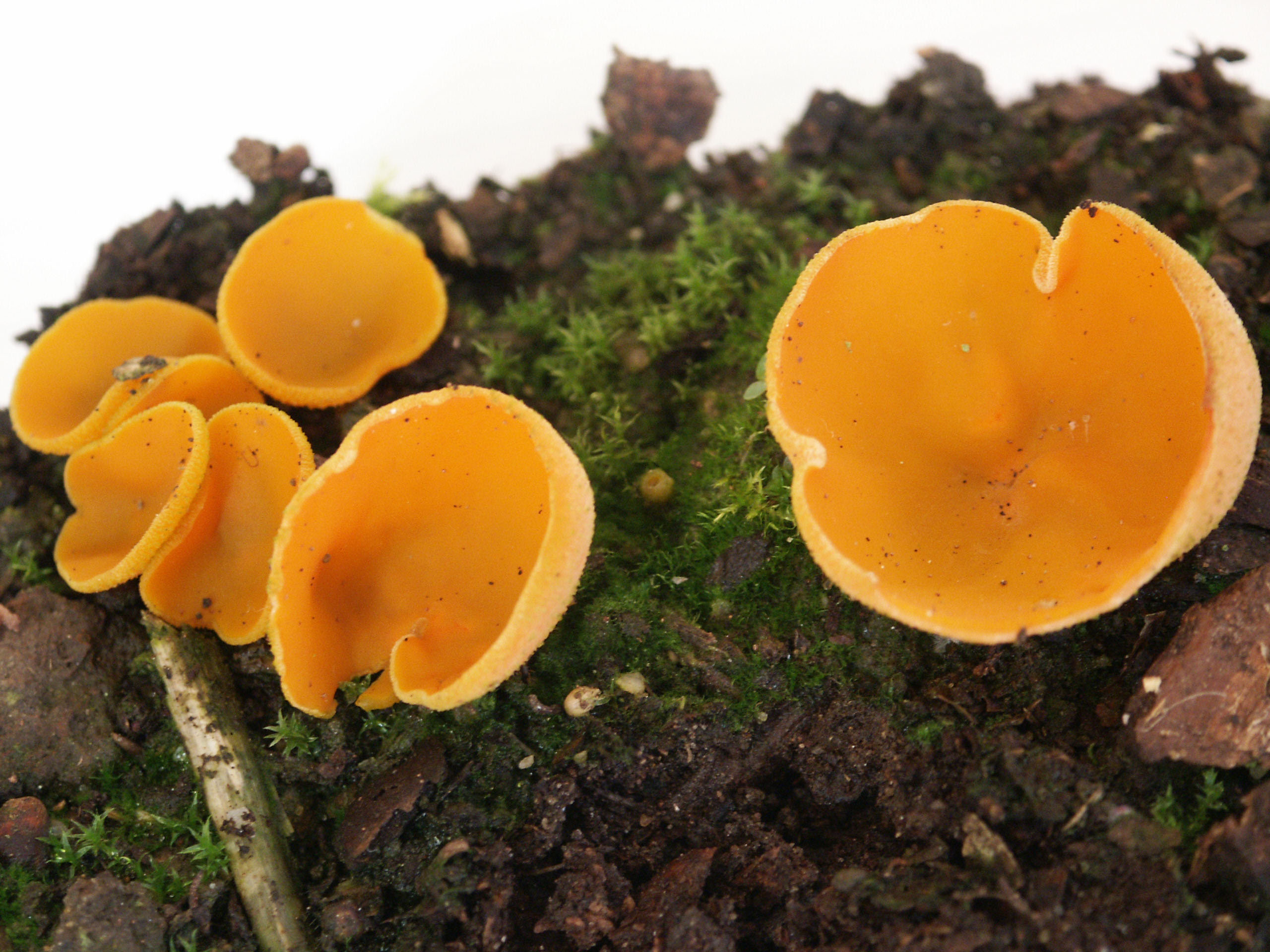 Orange Peel Fungus!