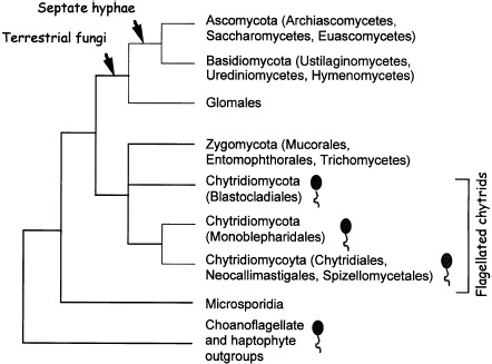 Members of the Kingdom Fungi Showing Microsporidia As a Basal Lineage