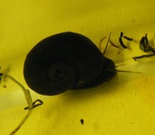Ramshorn snail. Photo by Amanda Goodman.