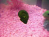 Ramshorn snail in fish tank. Photo by Amanda Goodman.