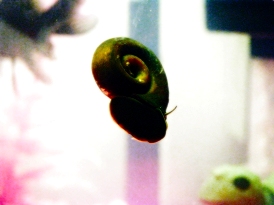 Ramshorn snail. Photo by Amanda Goodman.