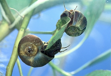 Ramshorn snail - Wikipedia