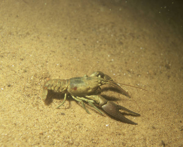 crayfish; public domain photo - click to follow to original source
