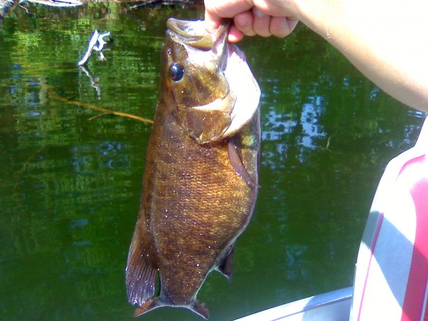 A gorgeous smallmouth which fell for my crayfish-colored X-Rap on late-summer Long Lake, Chippewa County, Wisconsin