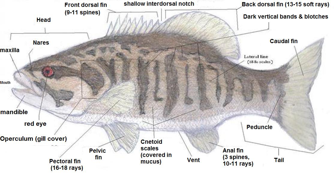 Smallmouth bass - external anatomy; drawn and labeled by your's trul