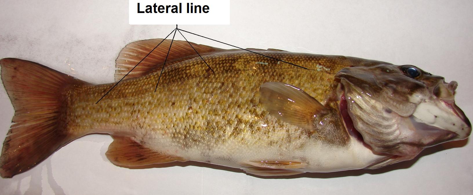 The smallmouth's lateral line; I took this photo prior to dissection