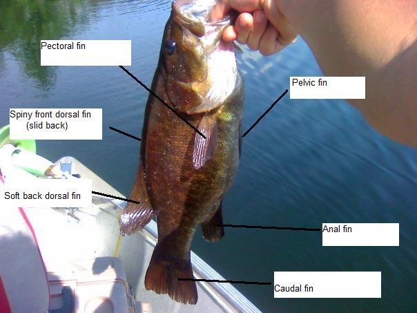 This smallmouth was caught, photographed, and labeled by your's truly