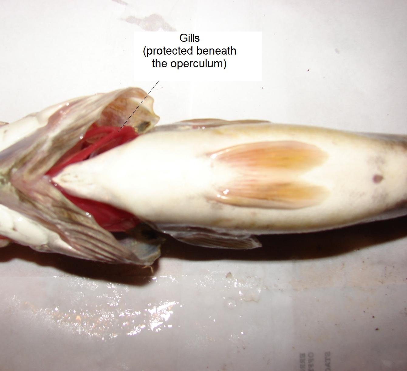 Ventral view of the gills beneath the operculi; I took this prior to dissection