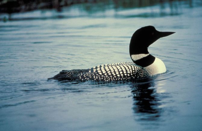 Common loon; public domain photo - click to follow to original source