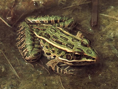 Northern leopard frog - public domain photo (click to follow to original source)